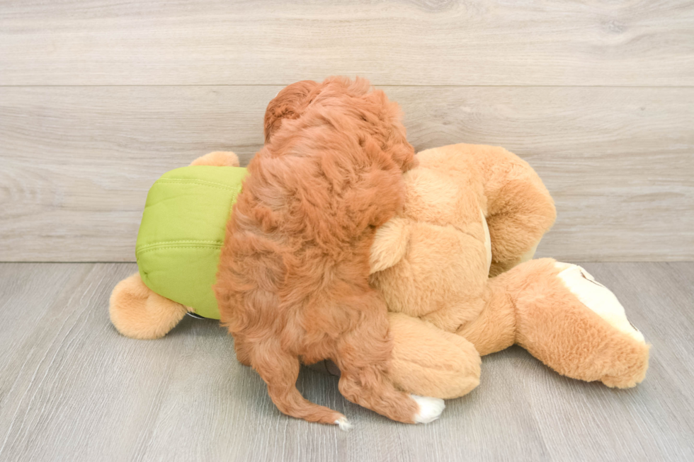 Funny Cavapoo Poodle Mix Pup