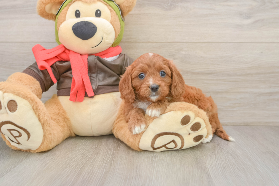 Funny Cavapoo Poodle Mix Pup