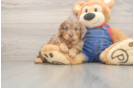 Cavapoo Puppy for Adoption