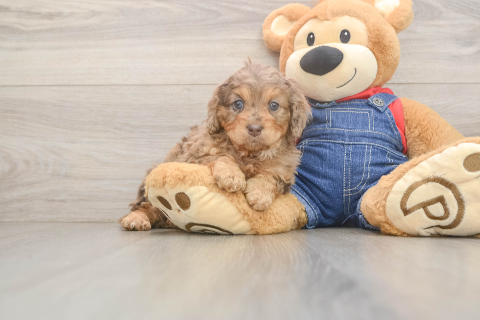 Cavapoo Puppy for Adoption