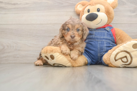 Cavapoo Puppy for Adoption