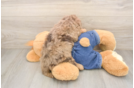 Energetic Cavoodle Poodle Mix Puppy