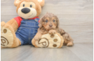Funny Cavapoo Poodle Mix Pup