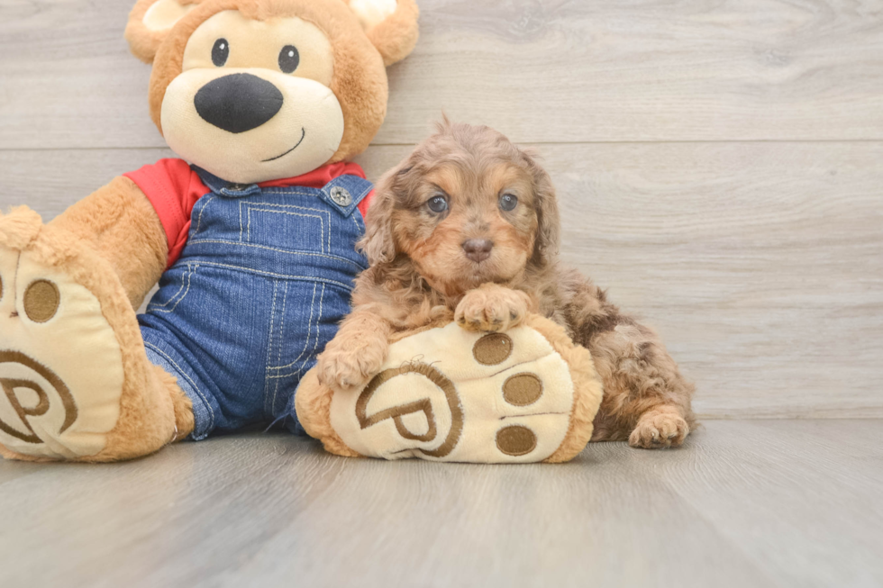 Funny Cavapoo Poodle Mix Pup