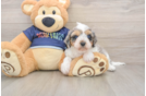 Cavapoo Pup Being Cute