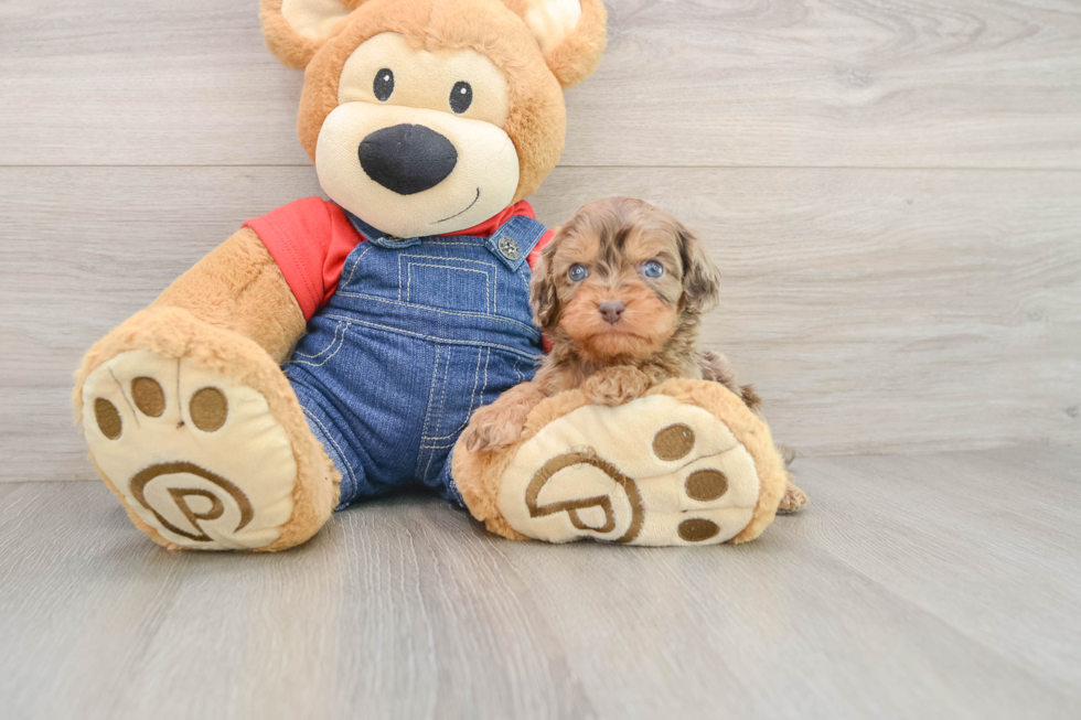Cavapoo Pup Being Cute