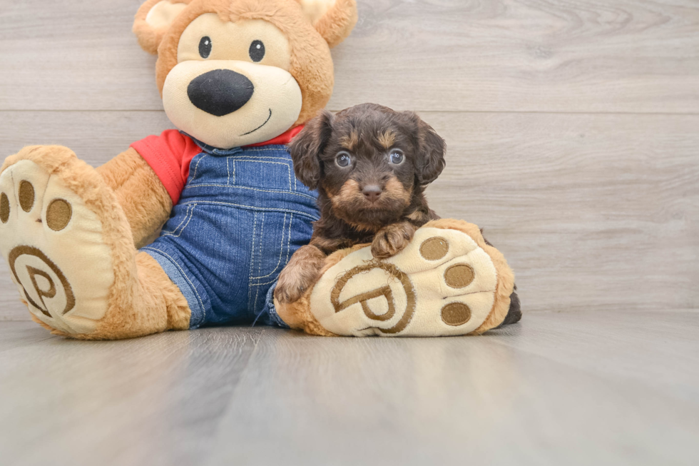Cavapoo Pup Being Cute