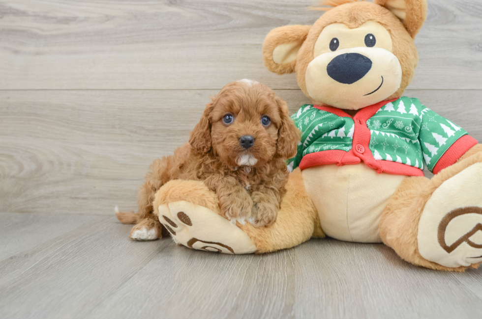 5 week old Cavapoo Puppy For Sale - Seaside Pups