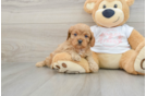 Cavapoo Puppy for Adoption