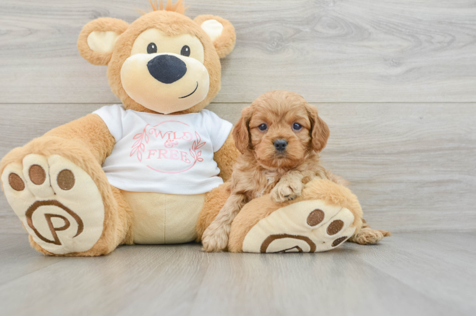 5 week old Cavapoo Puppy For Sale - Seaside Pups