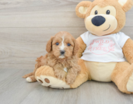 8 week old Cavapoo Puppy For Sale - Seaside Pups