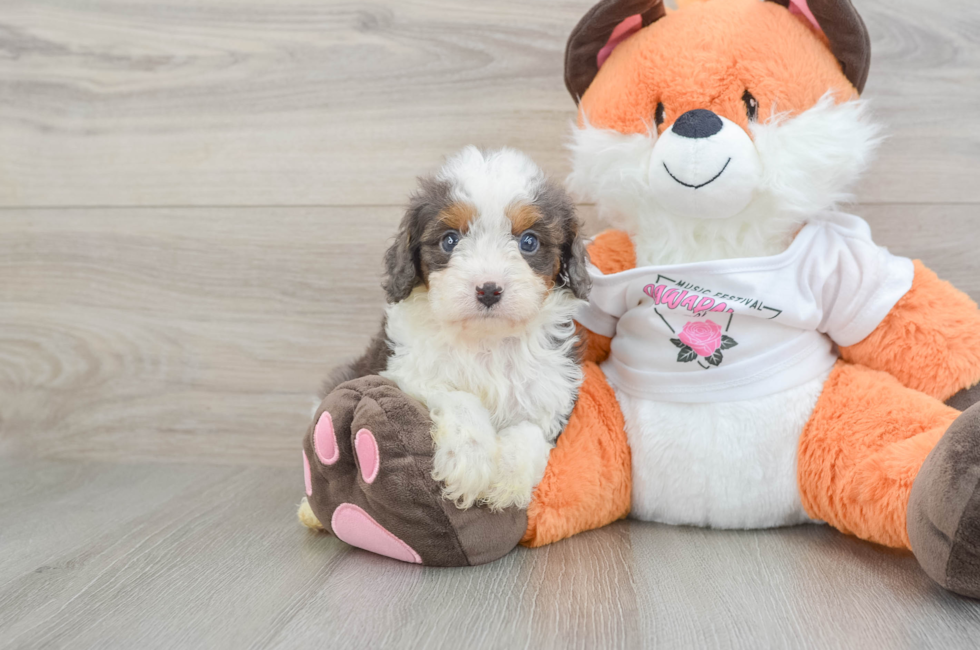 6 week old Cavapoo Puppy For Sale - Seaside Pups