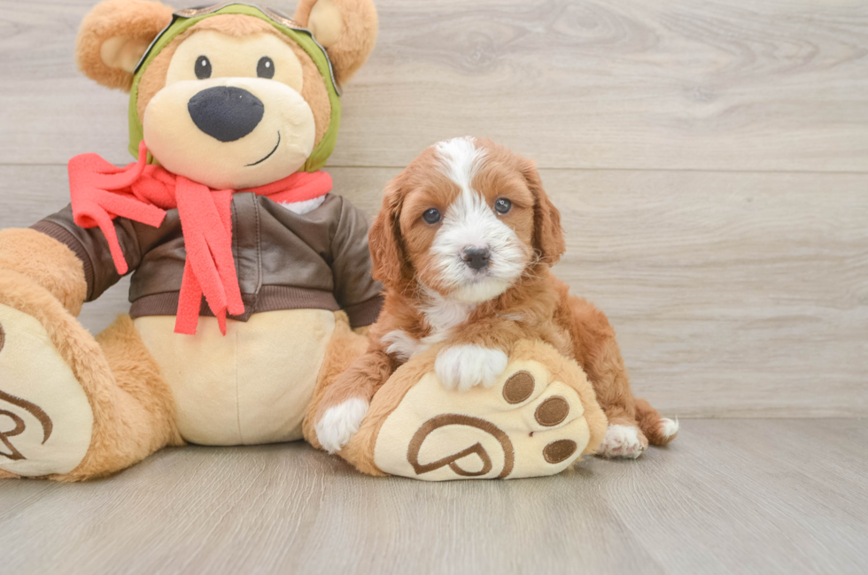 5 week old Cavapoo Puppy For Sale - Seaside Pups
