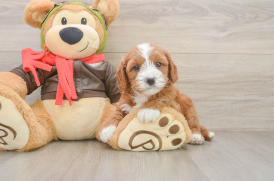 Cavapoo Pup Being Cute