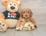 8 week old Cavapoo Puppy For Sale - Seaside Pups