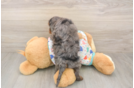 Cavapoo Puppy for Adoption
