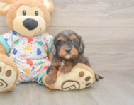 8 week old Cavapoo Puppy For Sale - Seaside Pups