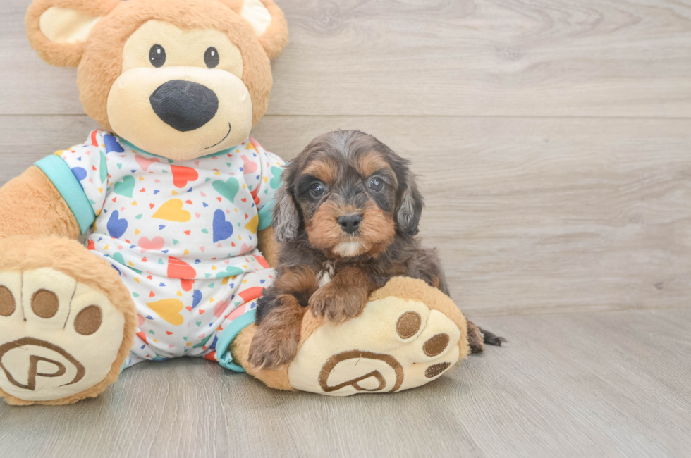 5 week old Cavapoo Puppy For Sale - Seaside Pups
