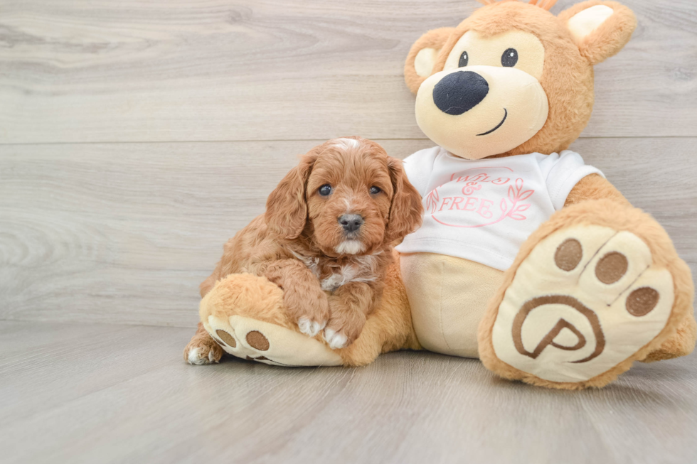 Energetic Cavoodle Poodle Mix Puppy