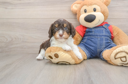 Popular Cavapoo Poodle Mix Pup