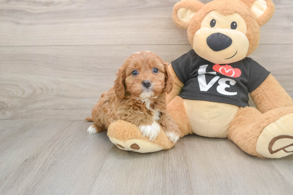 Playful Cavapoodle Poodle Mix Puppy