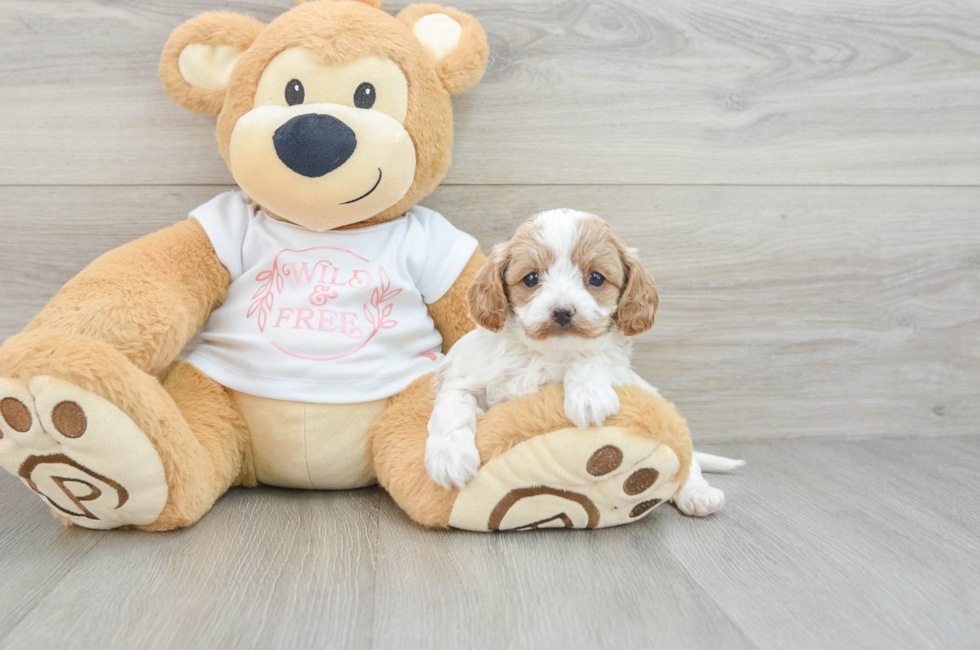 5 week old Cavapoo Puppy For Sale - Seaside Pups