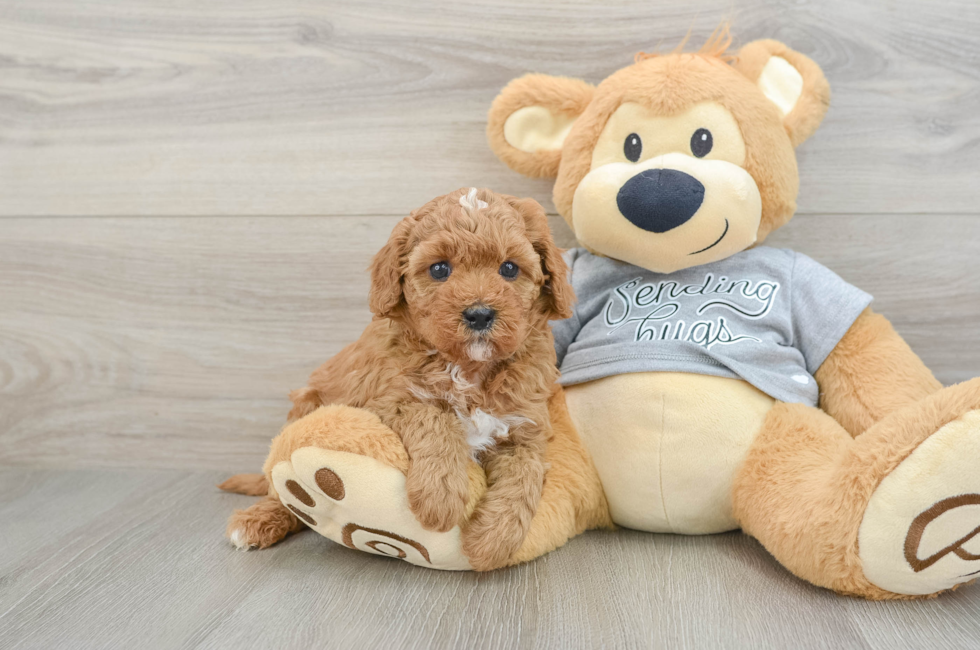 5 week old Cavapoo Puppy For Sale - Seaside Pups