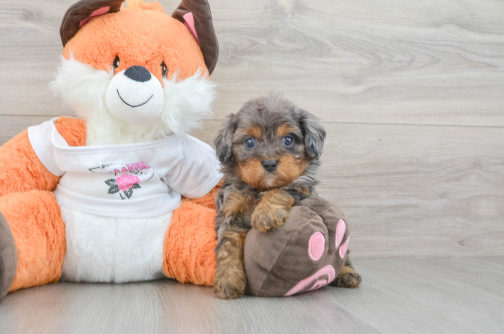 6 week old Cavapoo Puppy For Sale - Seaside Pups