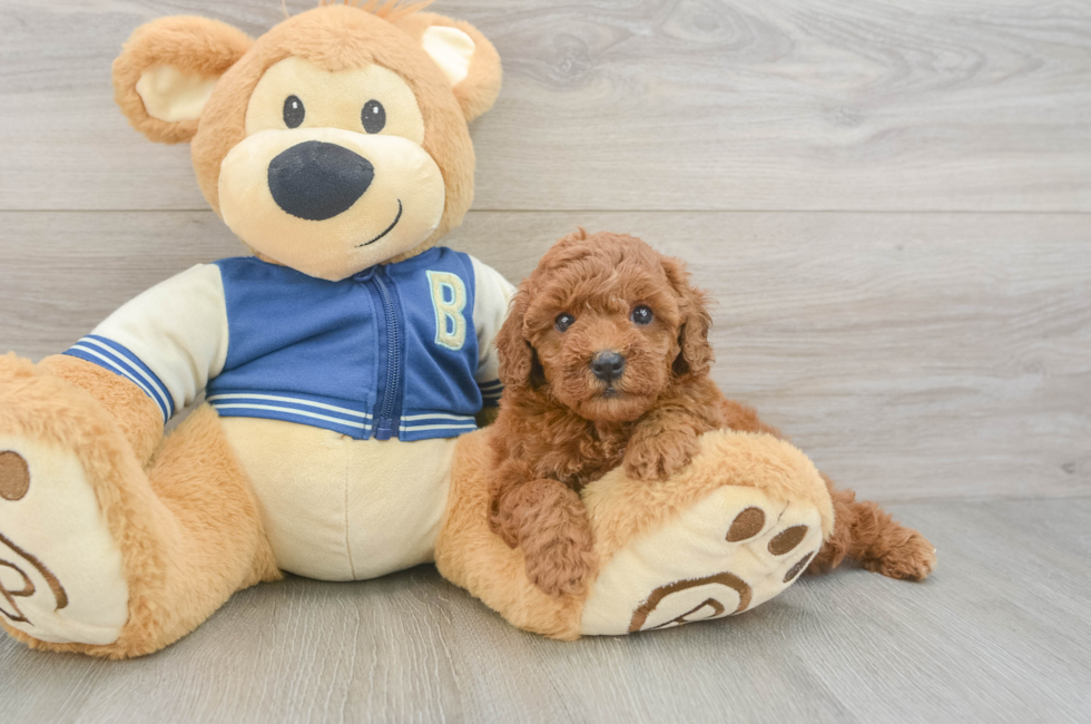 5 week old Cavapoo Puppy For Sale - Seaside Pups
