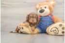 Cavapoo Puppy for Adoption