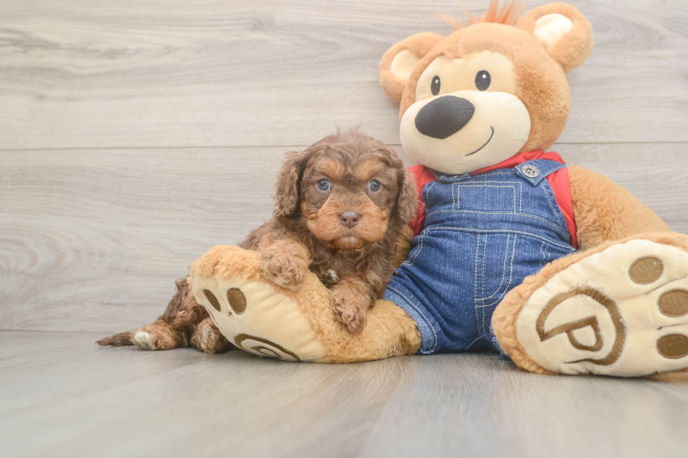 Cavapoo Puppy for Adoption