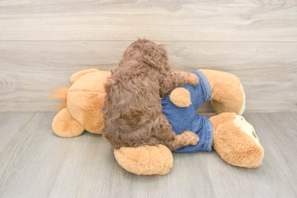 Best Cavapoo Baby