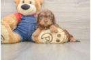 Cavapoo Puppy for Adoption