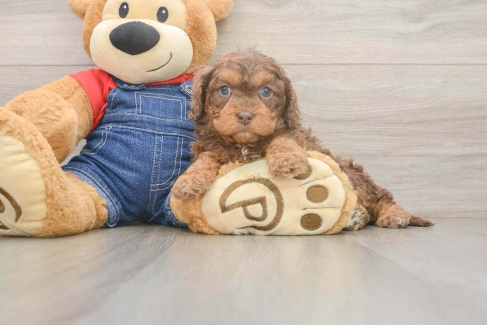 Cavapoo Puppy for Adoption