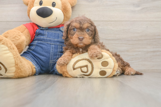 Cavapoo Puppy for Adoption