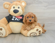 7 week old Cavapoo Puppy For Sale - Seaside Pups