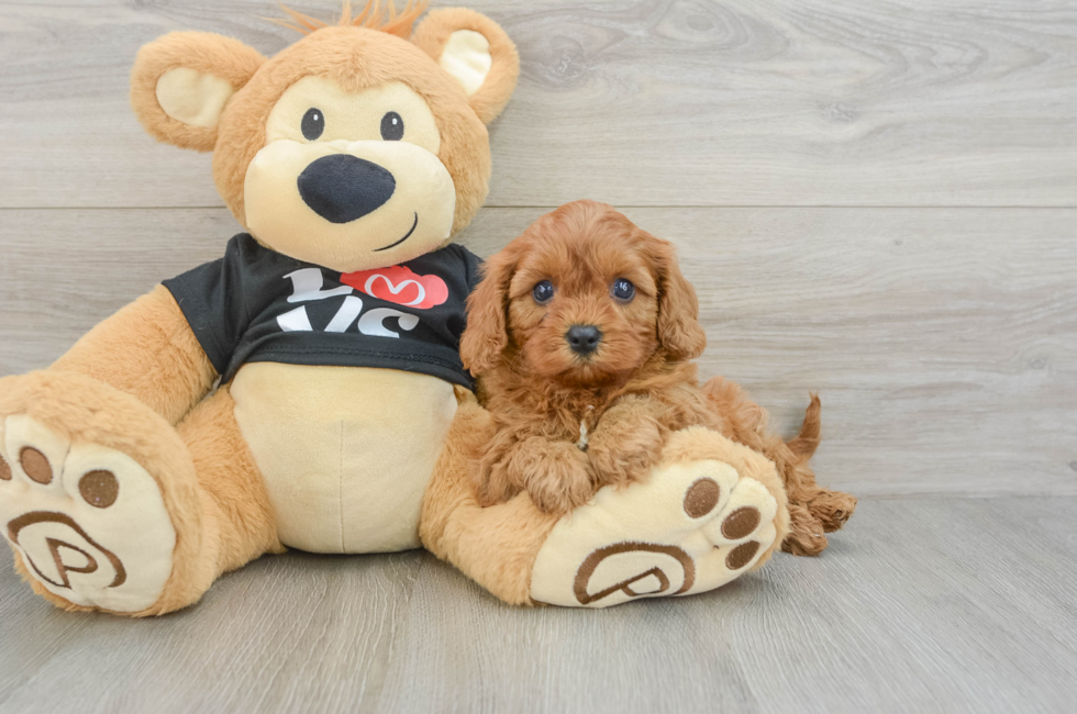 6 week old Cavapoo Puppy For Sale - Seaside Pups