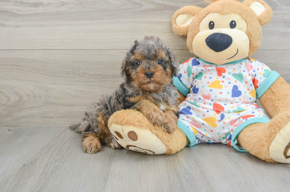 6 week old Cavapoo Puppy For Sale - Seaside Pups