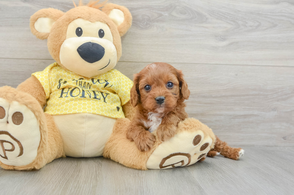 7 week old Cavapoo Puppy For Sale - Seaside Pups