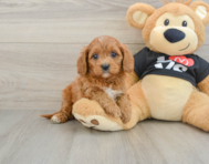 7 week old Cavapoo Puppy For Sale - Seaside Pups
