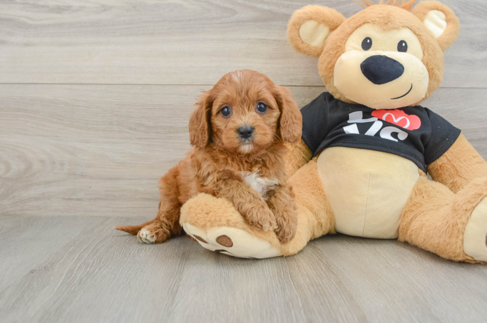 6 week old Cavapoo Puppy For Sale - Seaside Pups