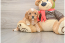 Best Cavapoo Baby
