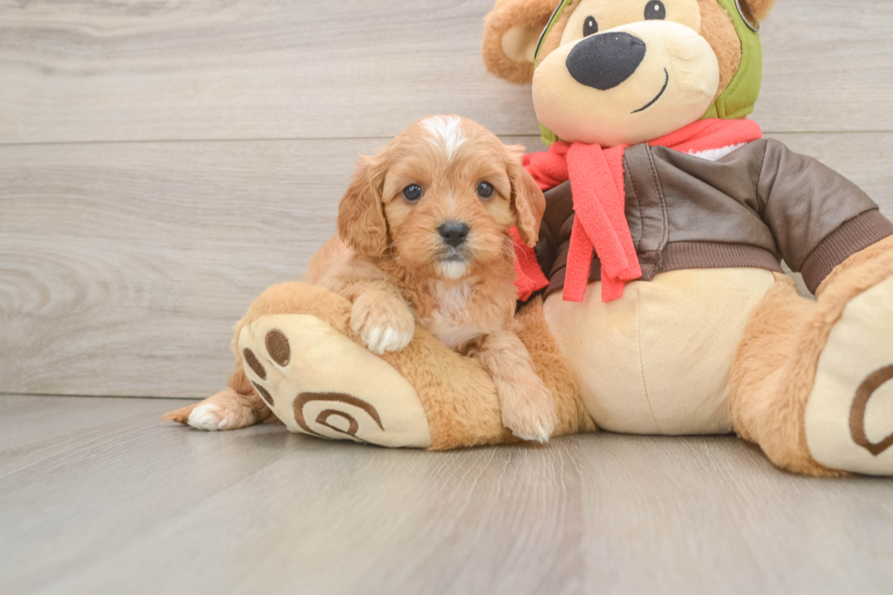 Best Cavapoo Baby