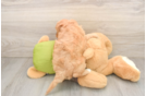 Adorable Cavalier King Charles Spaniel and Poodle Mix Poodle Mix Puppy
