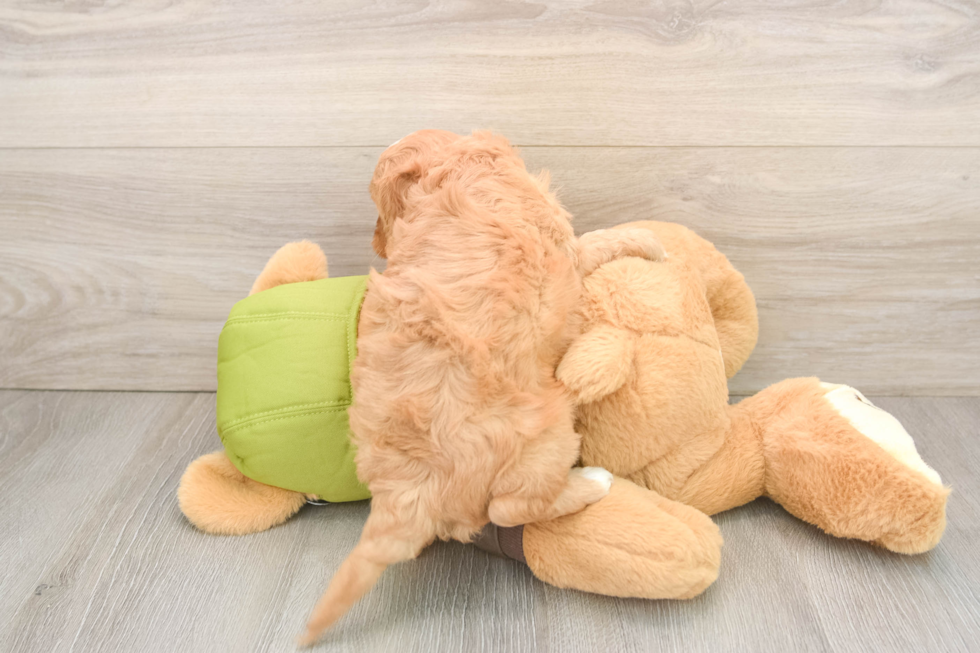 Adorable Cavalier King Charles Spaniel and Poodle Mix Poodle Mix Puppy
