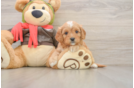 Best Cavapoo Baby