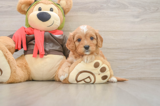 Best Cavapoo Baby