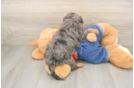 Cavapoo Pup Being Cute