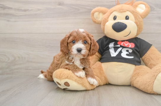 Small Cavapoo Baby