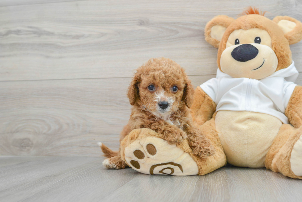 Hypoallergenic Cavoodle Poodle Mix Puppy